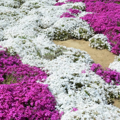 Creeping Thyme Homegrown Seeds Easy to Plant and Grow Non-GMO Perennial Flower Premium Seeds