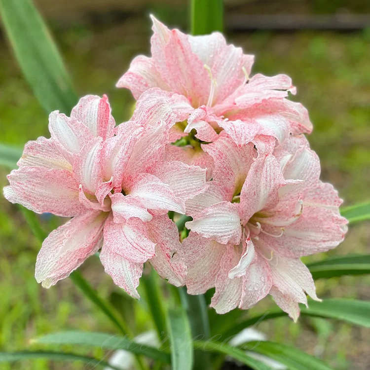 Double-Flowered Amaryllis Bulb🌼