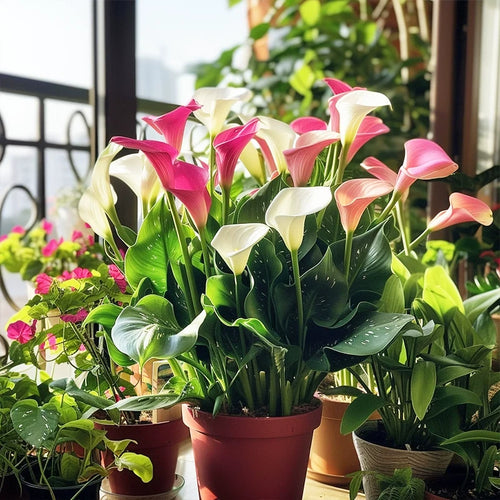 Calla Lily Seeds - Mixed - Beautiful Flowers Planting
