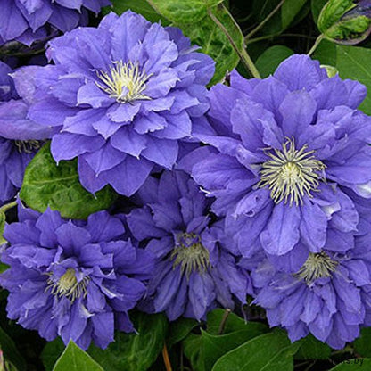 Clematis Seeds