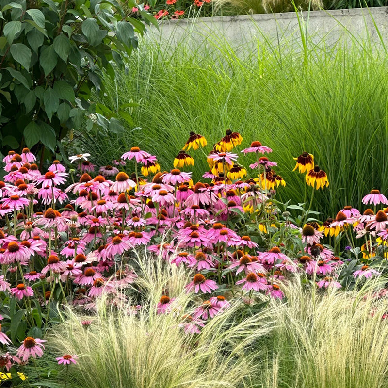 Coneflower Seeds (Echinacea)