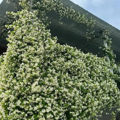 Mixed Climbing Flower Seeds -Over 30 kinds mixed