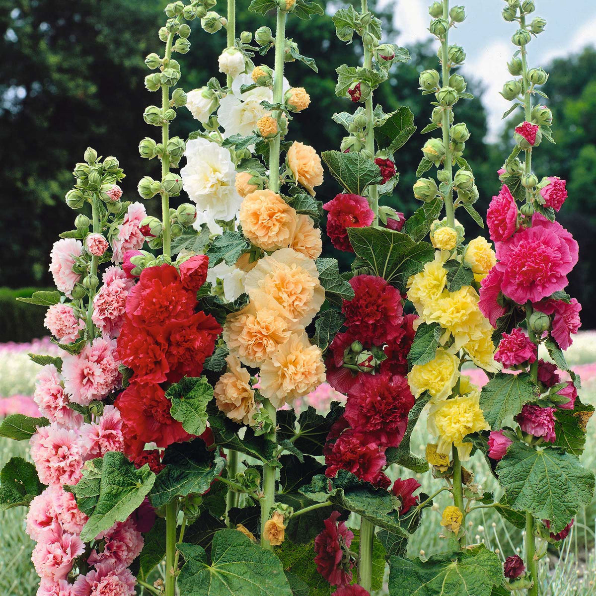 🌸 Giant Double Hollyhock Seeds – Grow a Garden Full of Stunning Blooms