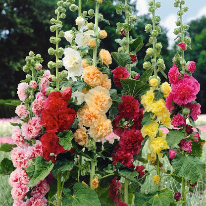 🌸 Giant Double Hollyhock Seeds – Grow a Garden Full of Stunning Blooms
