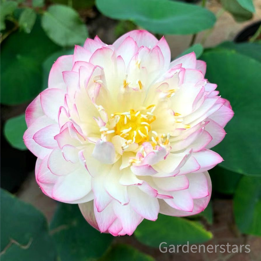 🌸[7 days germination]Last Day Up to 80% OFF💐The Sacred Bonsai Bowl Lotus Flower