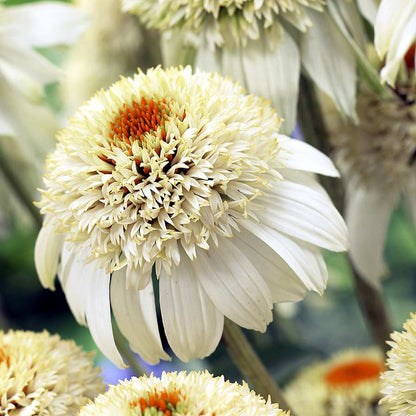 Echinacea purpurea 'Milkshake' (Coneflower)