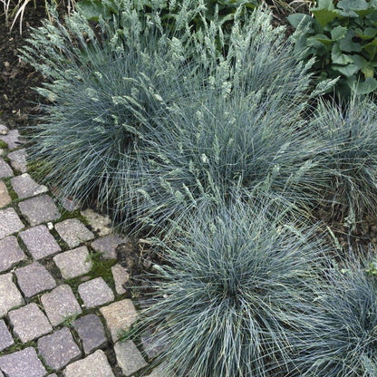 Blue Fescue Seeds