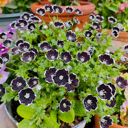 Baby Blue Eyes Seeds