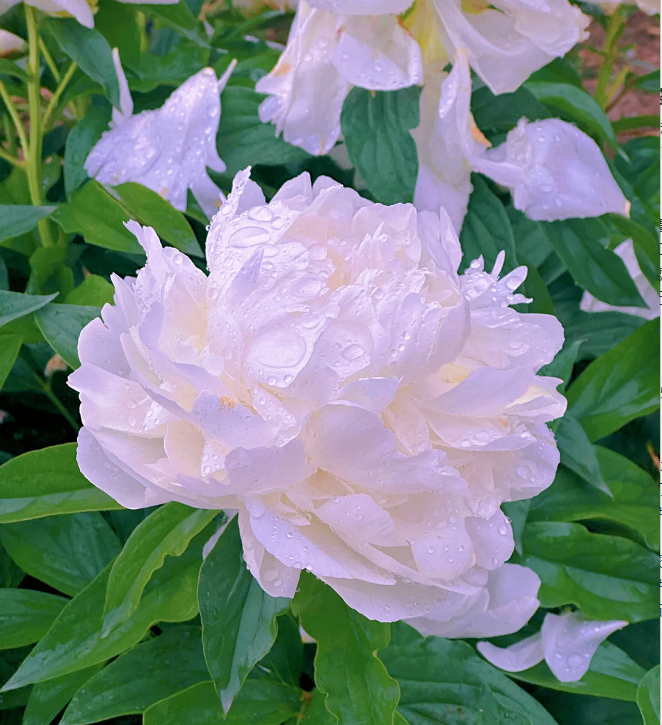 🌺Multicolor Double Peony - The Stunning Flower Of Time