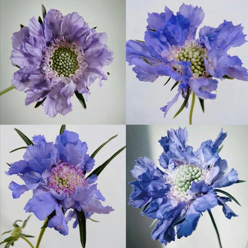 Scabiosa Comosa Seeds