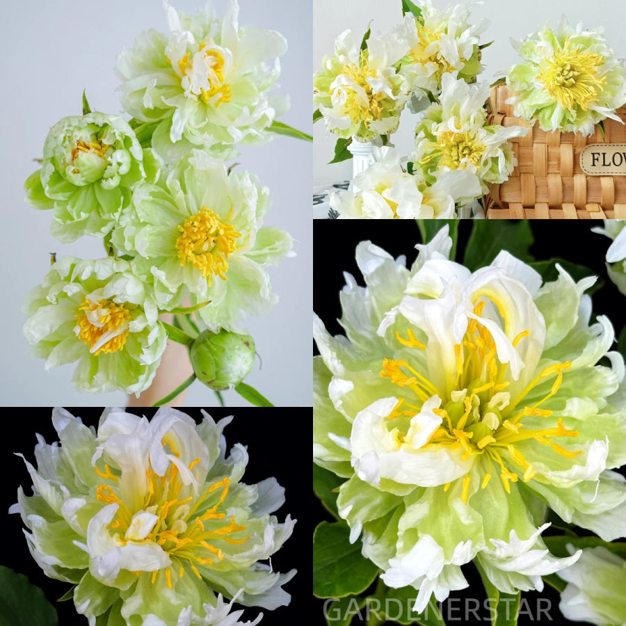 💚Green Rhythm Peony Seeds
