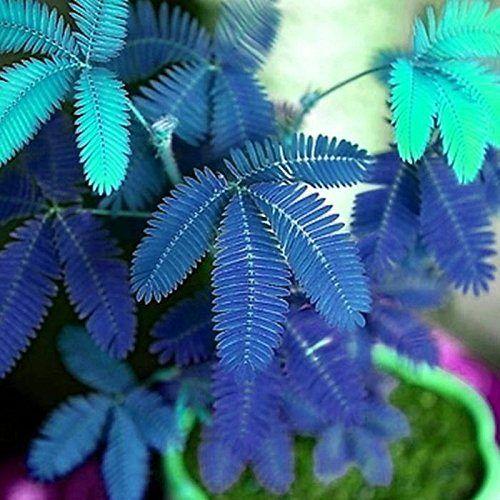 COLORFUL MIMOSA SEEDS