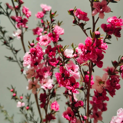 Leptospermum Scoparium Red Damask Seeds