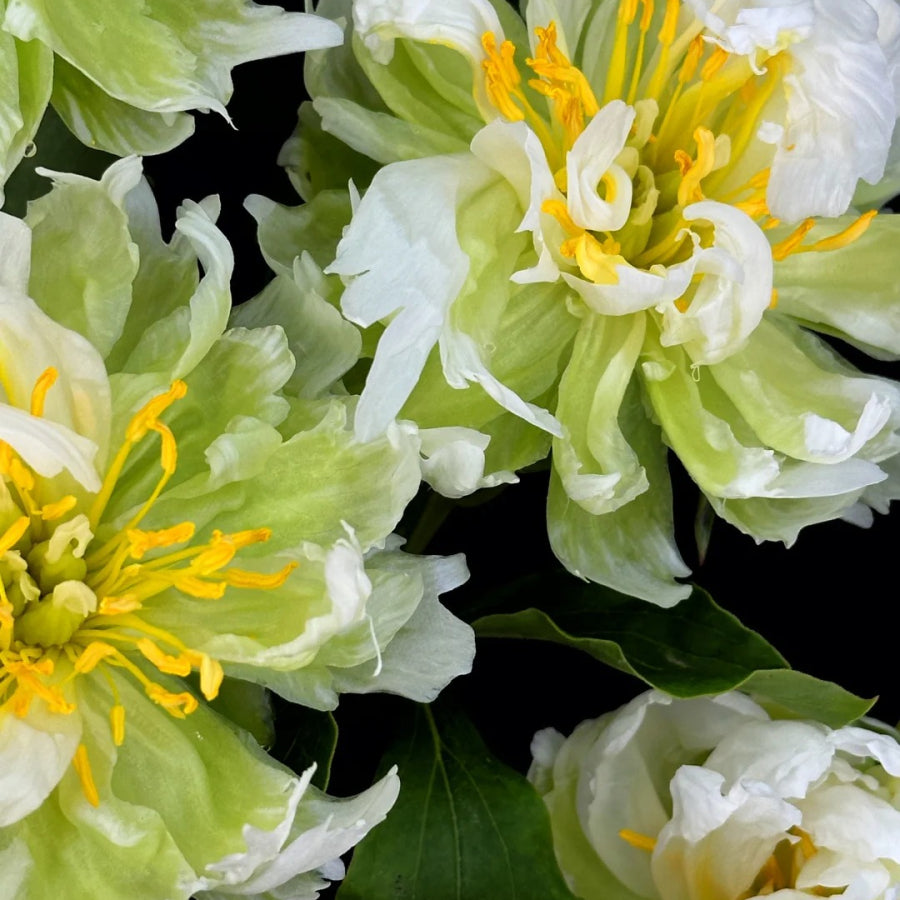 💚Green Rhythm Peony Seeds