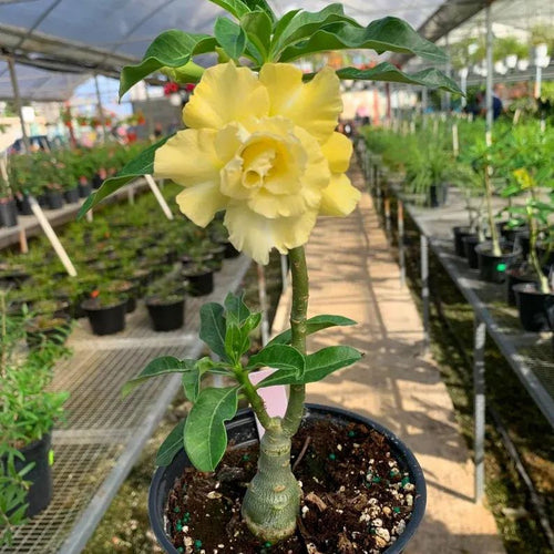 Desert Rose -- Yellow