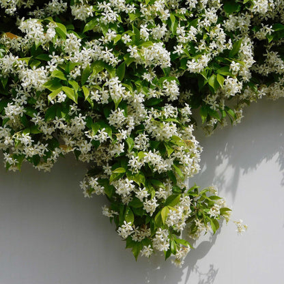 🌟Star Jasmine🌟