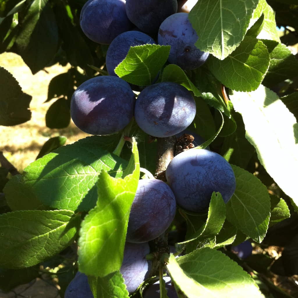 Damson Blue Plums Fruit Seeds