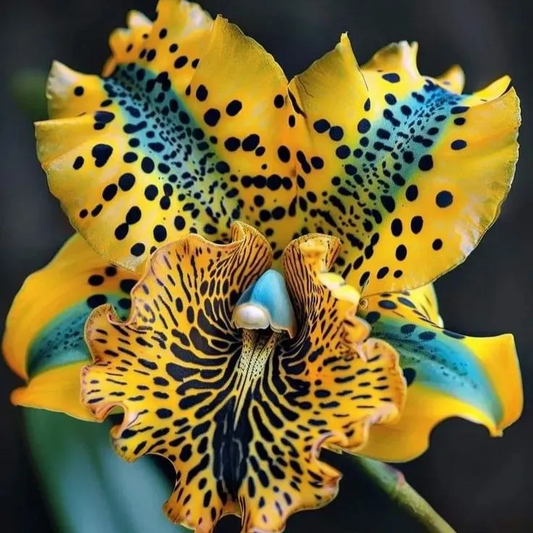 🔥[Limited Time Sale]🌺Iris Bulbs - Rare Species(#8)