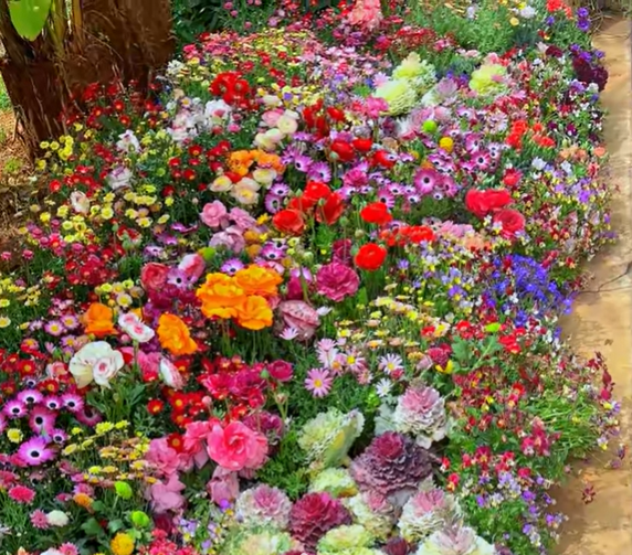 All Perennial Wildflower Seed Mix - Rainbow Garden