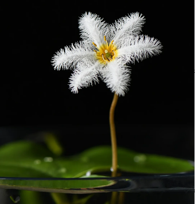 Hydroponic Plants Water Snowflake