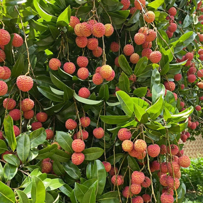 Seedless Lychee Sweetness Fruit