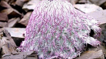 Saussurea medusa Maxim