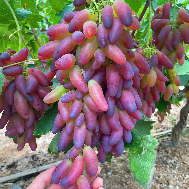 🍇Potted Grape Vine Seeds