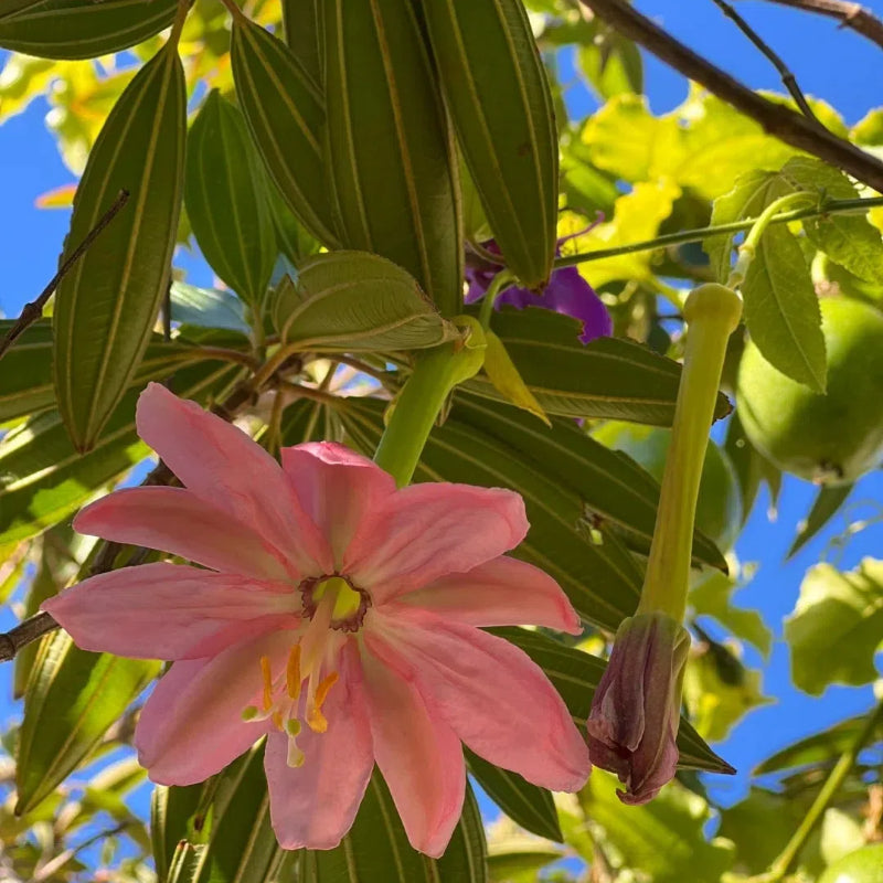 Passiflora Seeds - Banana Passion Fruit