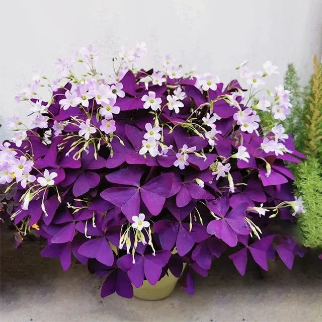 Rare Oxalis Collection — Tiny Seeds, Extraordinary Beauty
