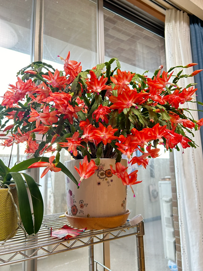 Crab Claw Orchid - The Icing On The Cake