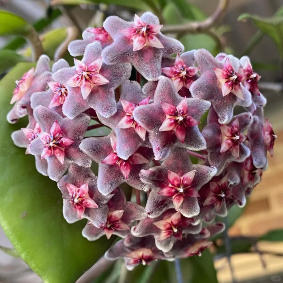 ⭐️Hoya Carnosa Flower Seeds 丨Star-shaped Flower Ball