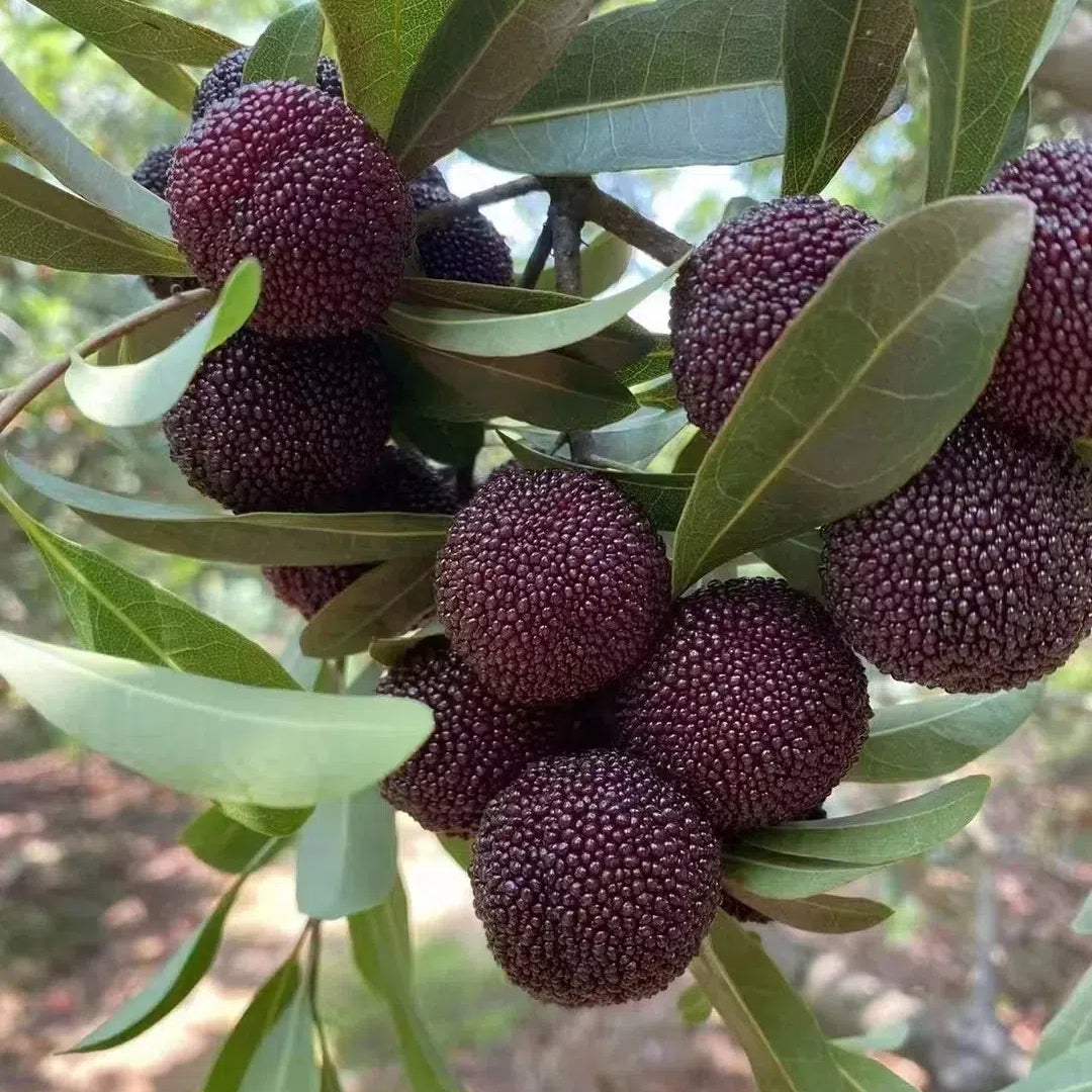 Black Bayberry Seeds