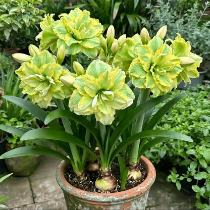 🌺 One Hippeastrum Bulb, One Stunning Giant Bloom💥