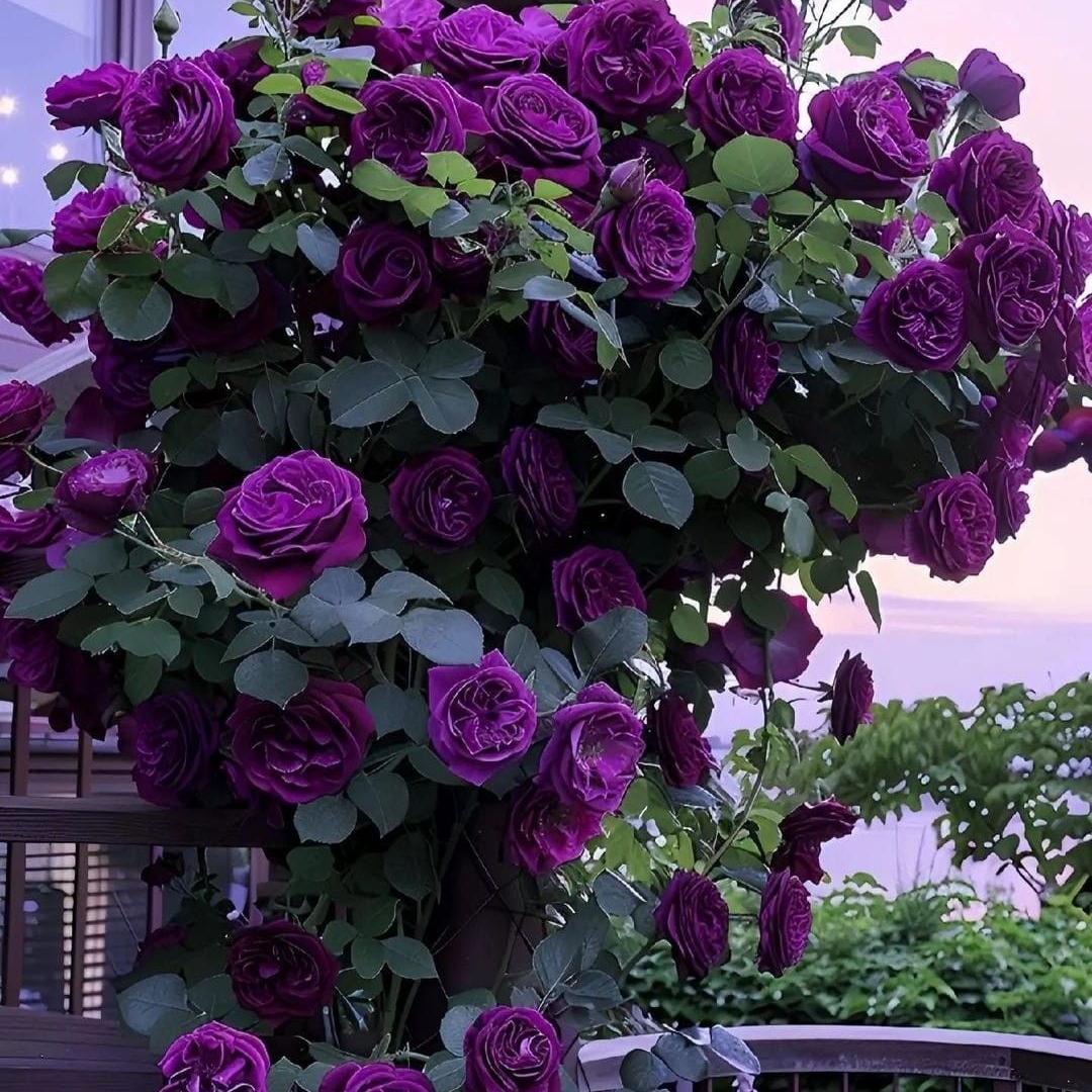 🌹 Climbing Rose Seeds | Multi-color Vine Rose