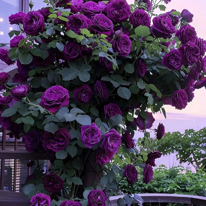 🌹 Climbing Rose Seeds | Multi-color Vine Rose