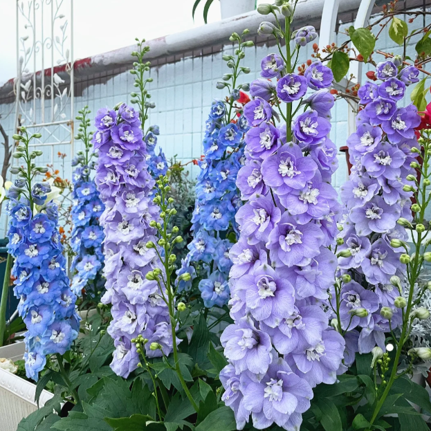 🌼Big Flower Delphinium Seeds