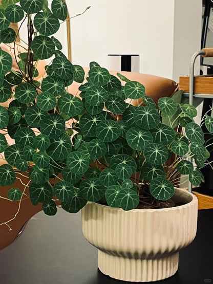 🌲Stephania Erecta Climbing Greenery🌿A Vine Adventure