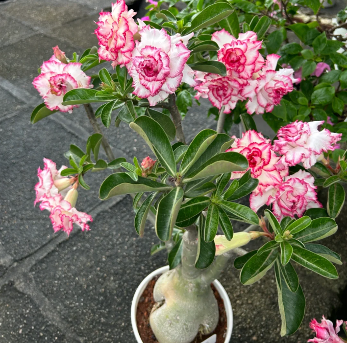 Beautiful whirlpool💞Desert Rose Seeds