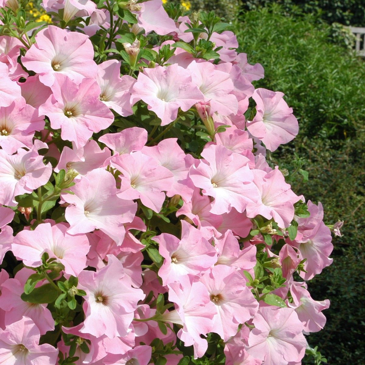 Appleblossom Petunia Seeds