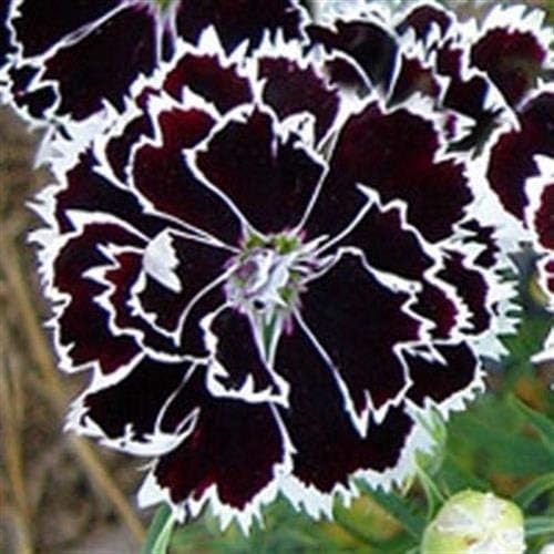 Dianthus Heddewigii Black White Carnation Flower Seed, Dianthus Flower, Natural, Non GMO, Heirloom