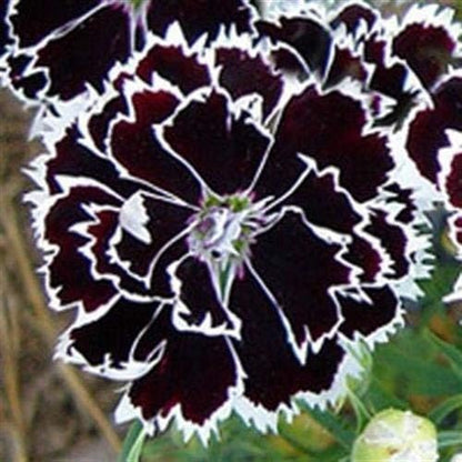 Dianthus Heddewigii Black White Carnation Flower Seed, Dianthus Flower, Natural, Non GMO, Heirloom