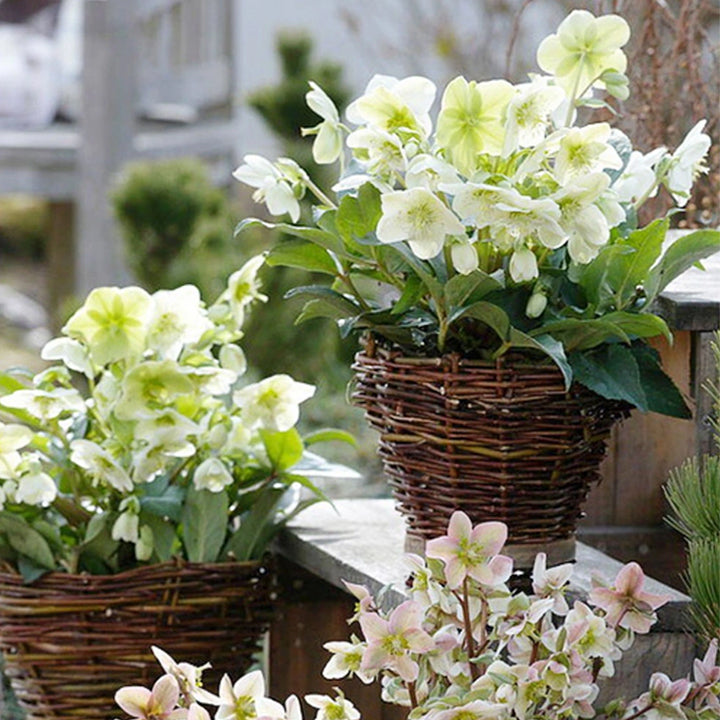 Honeymoon Hellebore, Christmas Rose