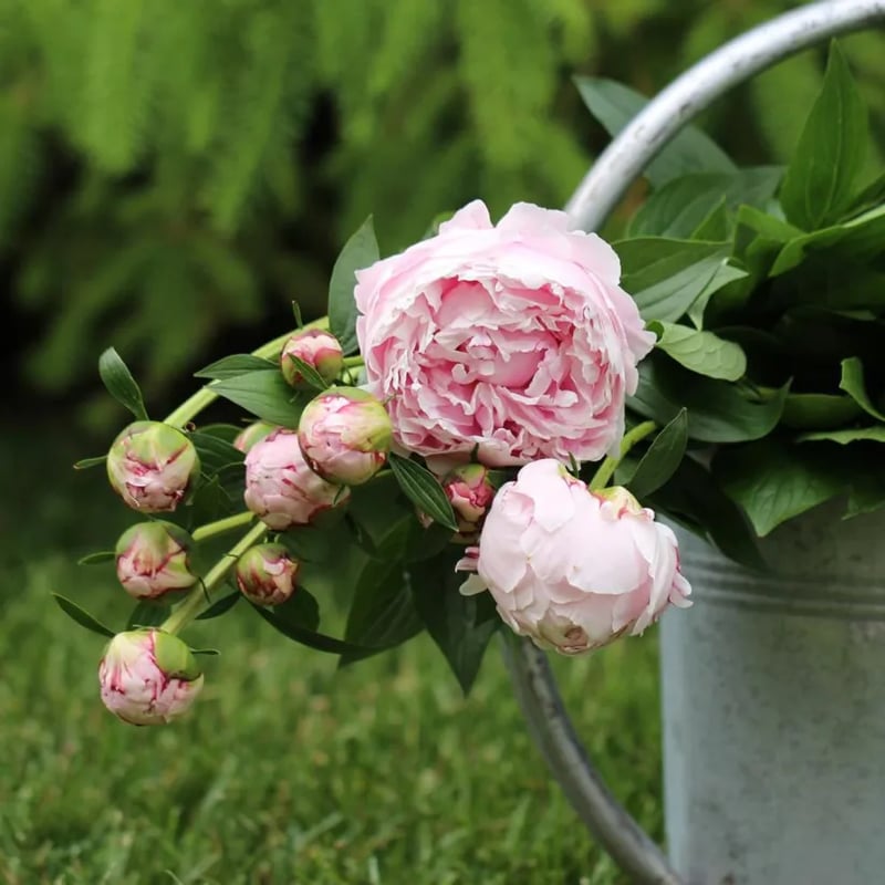 🔥LAST DAY 45% OFF🌺THE QUEEN OF FLOWERS—DOUBLE PETALED PIANI