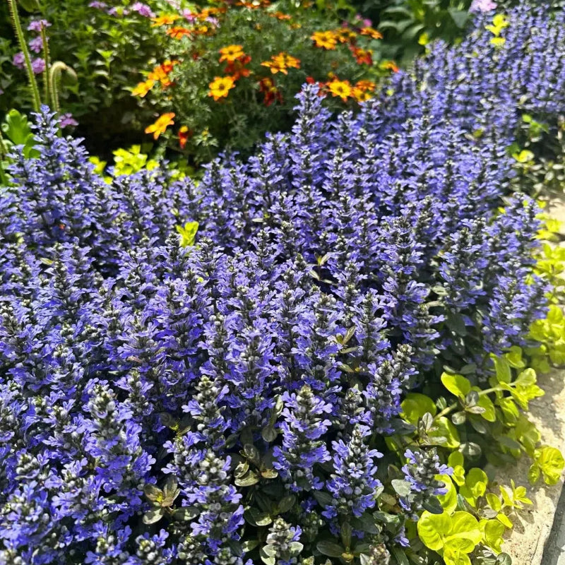 Ajuga Seeds🌈Wonderful Groundcover