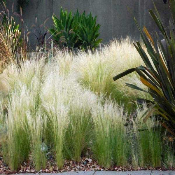 Grass Seeds - Mexican Feather Grass