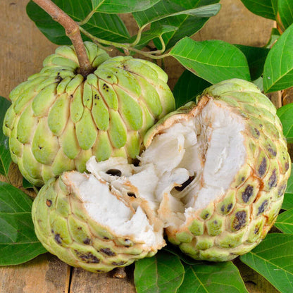 Sugar Apple Seeds