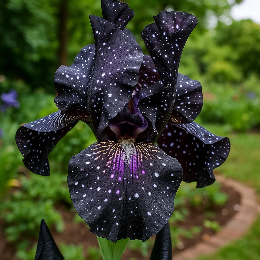 ⚜️Rare Tall Bearded Iris (Premium Rhizome Variety)