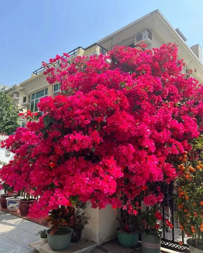 💐Bougainvillea – Easy To Grow And Beautiful