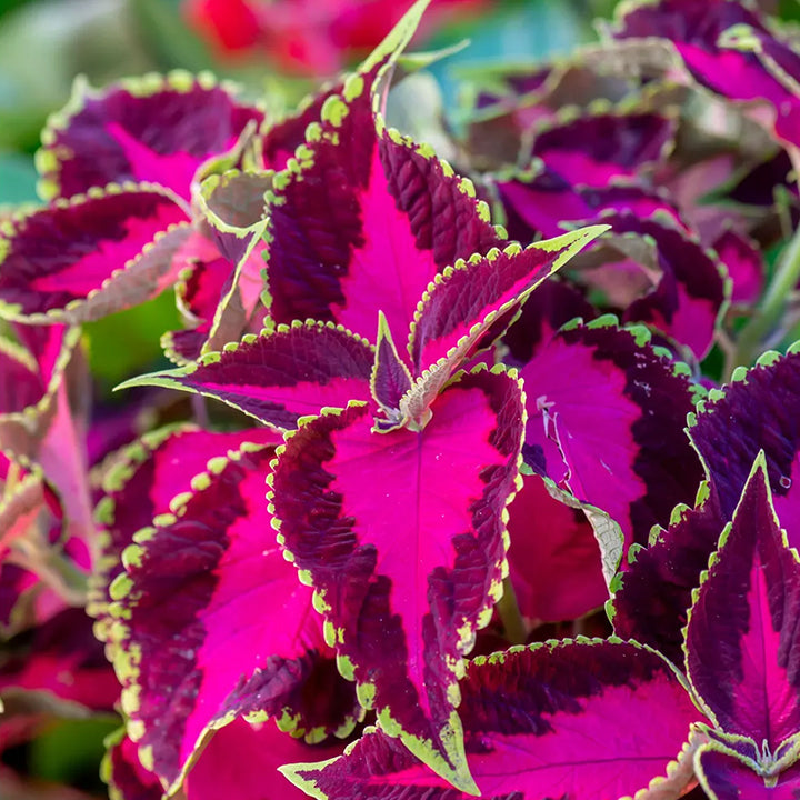 Coleus Seeds