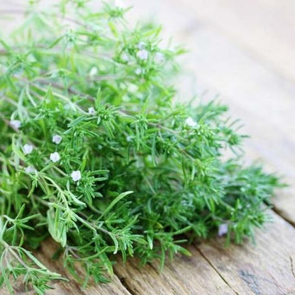 Summer Savory Seeds